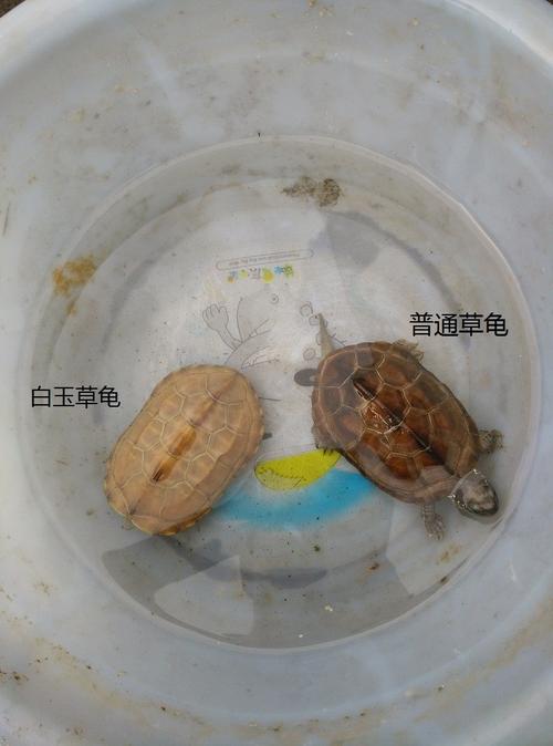 包邮2只装】米白色仙乌龟8~12cm白龟白玉龟透明龟草龟中华金线龟