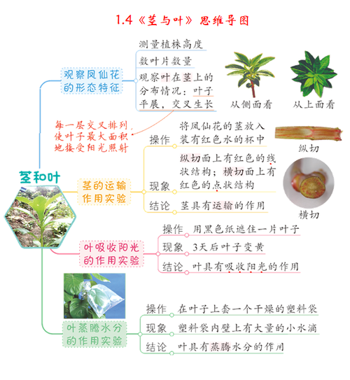 植物的生长变化教科版四年级科学下册全册思维导图2第三单元 岩石与