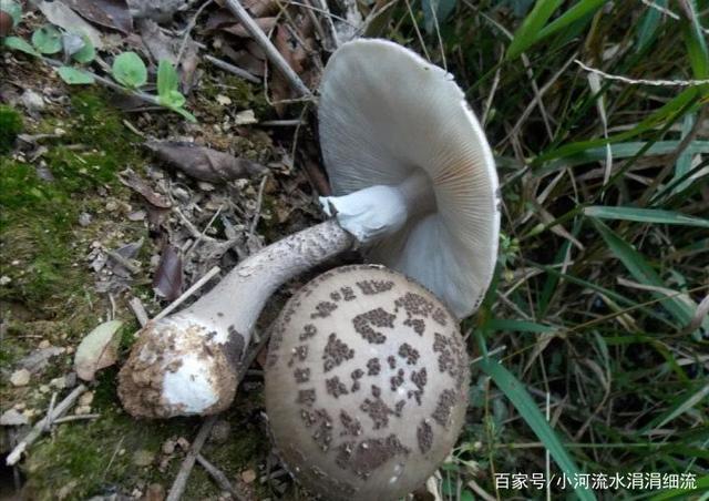 教你如何识别毒蘑菇