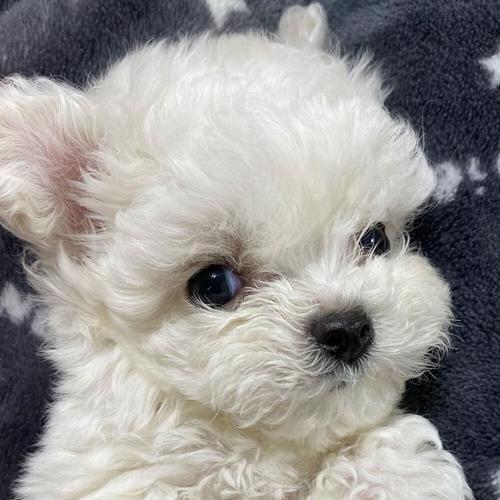 卷毛比熊犬