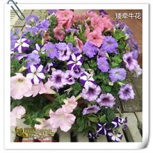00 逍遥l园艺【矮牵牛花】花苗:多色可选,易种阳台盆栽花卉