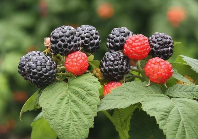 6种农村独有的野果子,满满的儿时回忆,看看你吃过几种