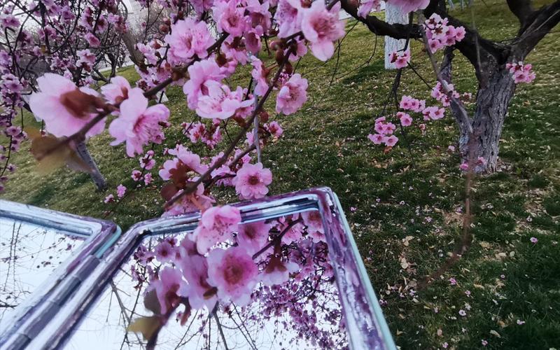 活动作品山东大学今日春分愿于花间醉卧