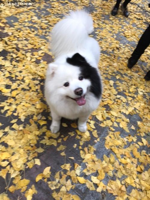 这只边牧萨摩串串好可爱!