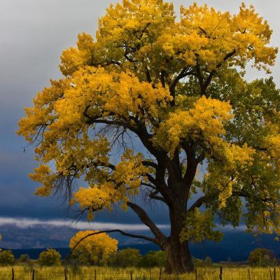 风景树的头像图片大全集