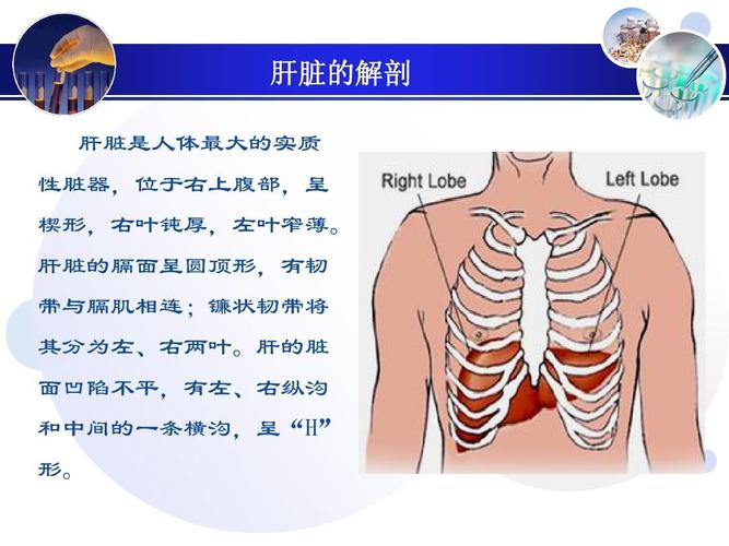 免费文档 所有分类 高等教育 医学 课件小儿黄疸ppt 肝脏的解剖 肝脏