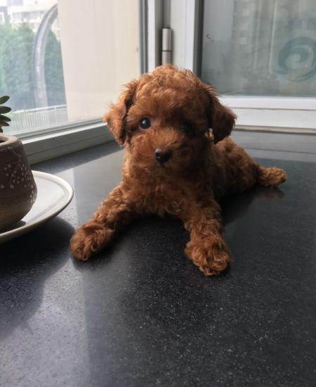 小玩具体泰迪寻找好主人!