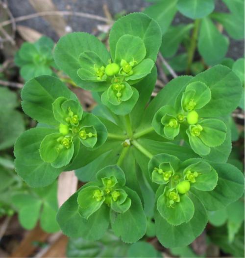 泽漆的一些治病疗方中医功效