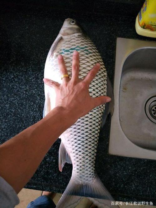 广州河道里钓起"巨型土鲮鱼",半米多长,活了二十多年?