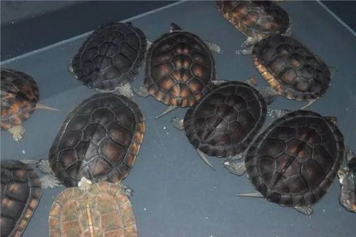 选购南种石金钱龟的六大误区