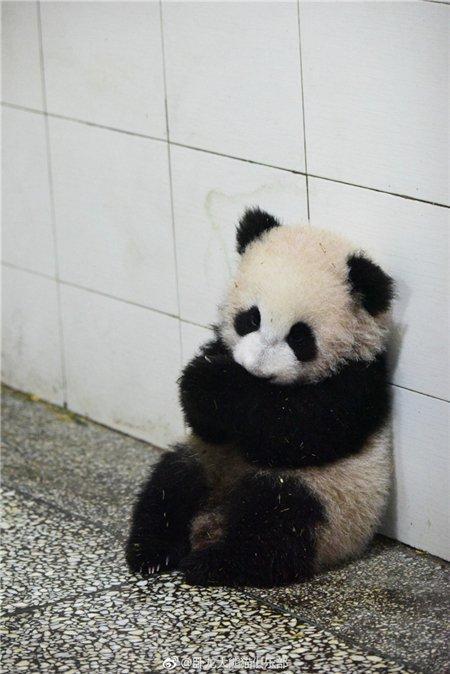揣手小熊猫称网红表情包萌到爆