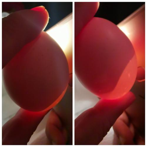 12  第十天   今天的小鸡宝宝已经在蛋里面非常活泼了,动来动去,好像