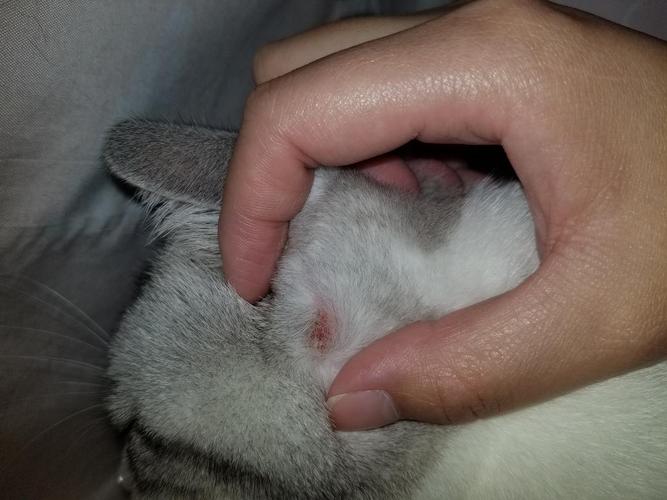 【申删】猫咪耳朵后面秃了,请问这是猫藓吗!