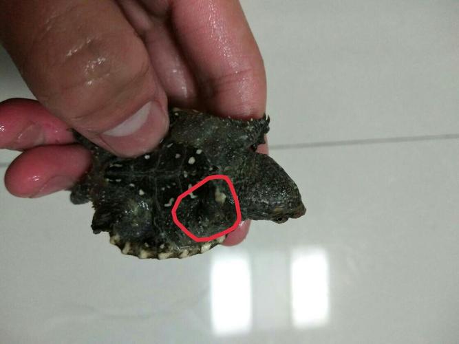 小鳄龟爪子一处发白指甲还掉了怎么办
