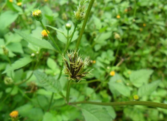 田间这野草被称为"鬼针草",能治痛风效果高,有人靠种植它致富