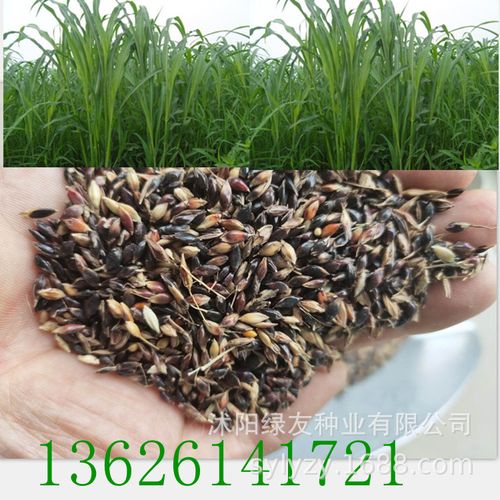 批发高产牧草草籽 苏丹草种子 高粱种子