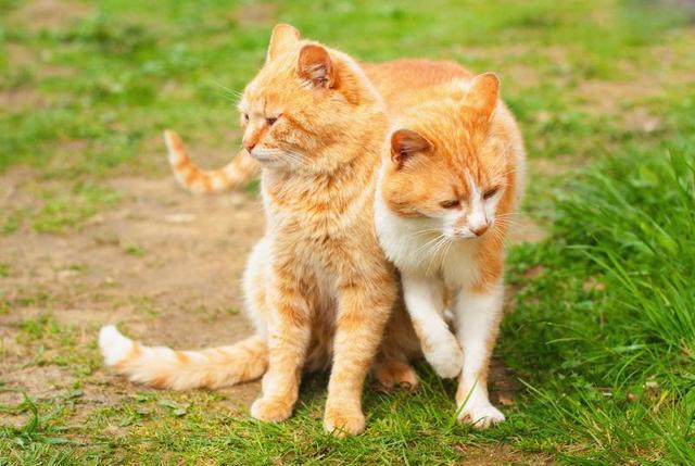 养公猫和养母猫的区别这几点简直太真实了