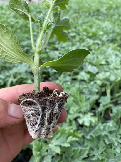 天津嫁接西瓜苗厂美都西瓜育苗基地