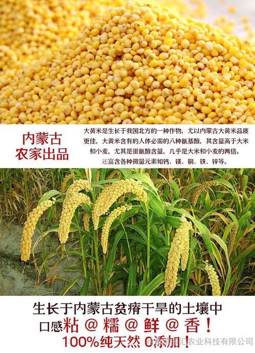 大黄米是否可以能与绿豆红豆一起煮稀饭