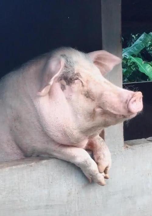 猪趴在猪圈上,它的样子直接令人笑翻在地,网友:这是头