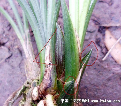 花苞筋络分明异彩沙晕明显龙根春剑赌新品好花