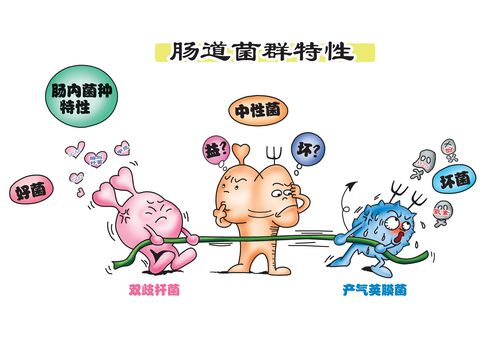 健康直销肠道菌群的作用
