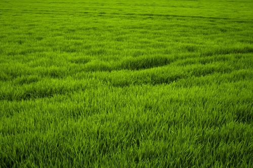 绿色的草地风景图片 - 第8张