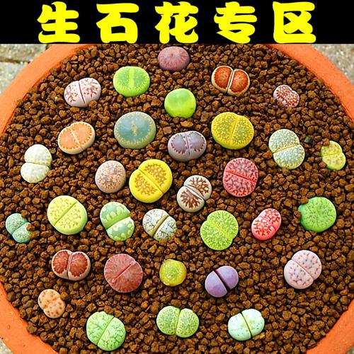 多肉植物红窗玉紫勋红大内玉生石花