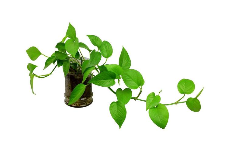 绿萝的特点绿萝的特点有哪些