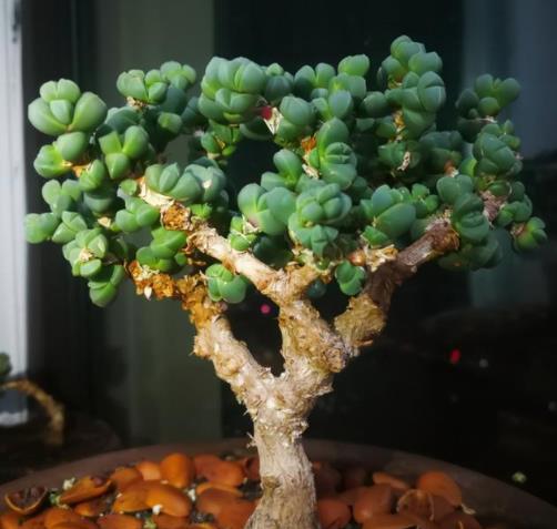 张大爷真厉害!普普通通的鹿角海棠养成老桩,精致漂亮好像艺术品