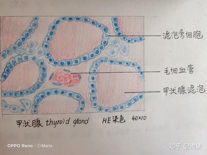 消化腺  肝小叶和门管区