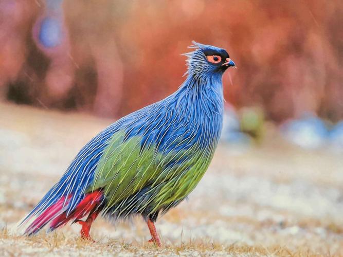 难得一见的世界珍稀鸟类摄影展