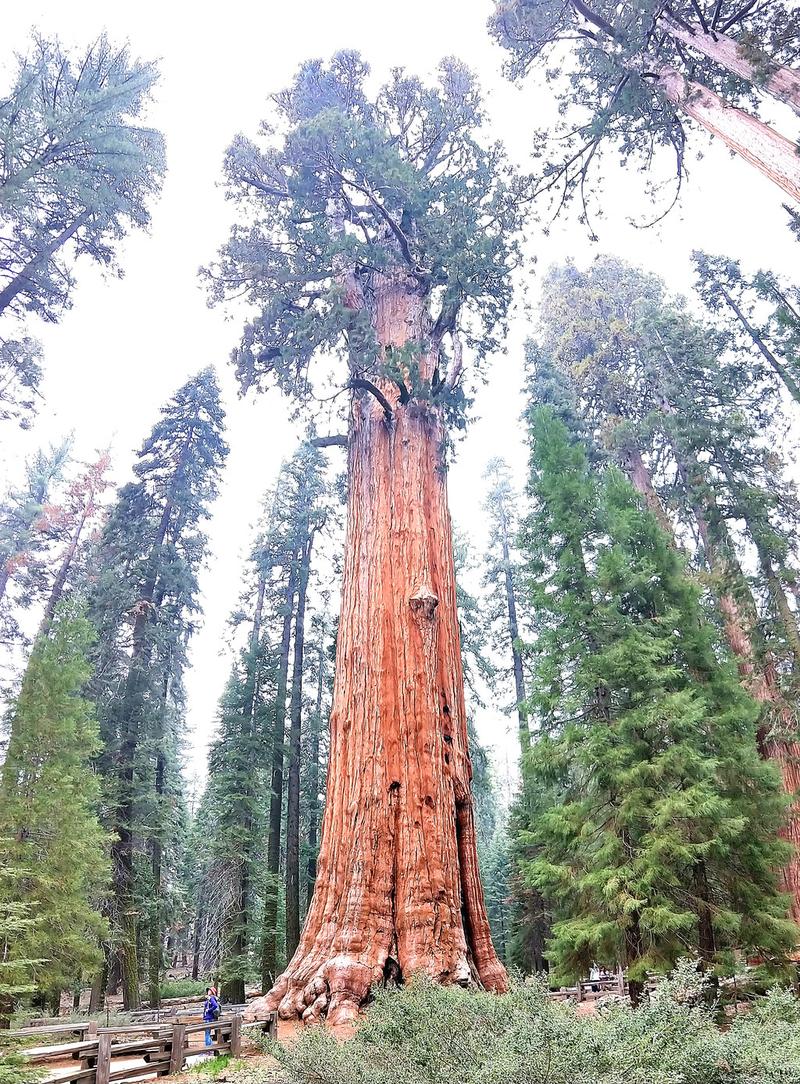 标注雪曼将军树(general sherman tree)的标牌