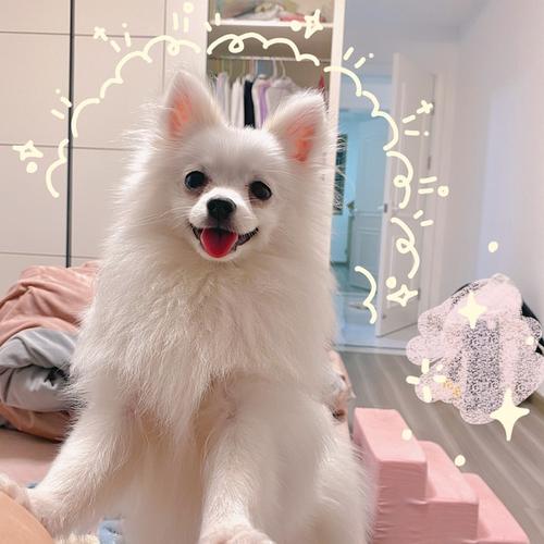 【讨论】想向养博美等小型犬的姐妹请教一下经验!
