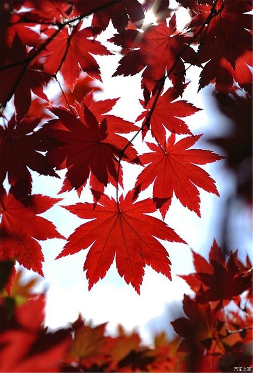 这边的红叶以枫树为主,叶子的形状非常漂亮