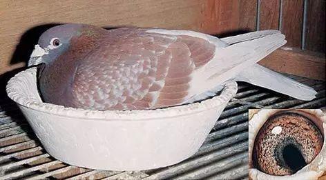 红绛鸽的配对主要是采用哪一些方式?|鸽子|羽色|雨点