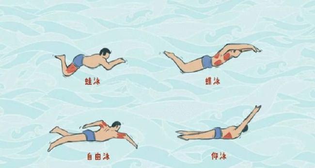 蛙泳的姿势