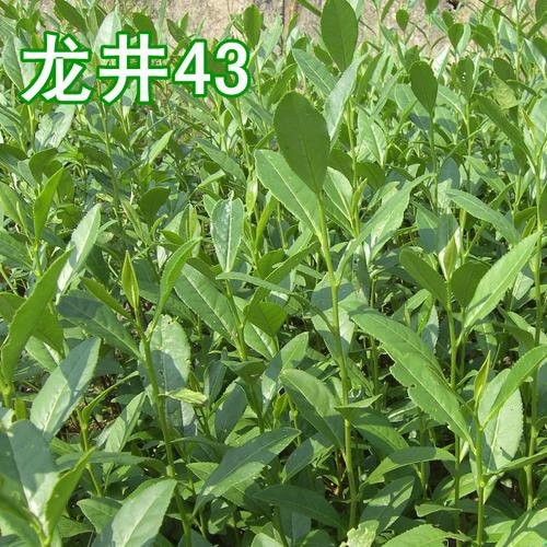 浙江龙井茶苗基地 西湖龙井茶苗 安吉白茶苗 黄金芽 绿茶茶叶幼苗
