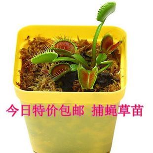 特价食虫植物巨夹捕蝇草小苗盆栽驱蚊子捕苍蝇香草小虫食虫草花