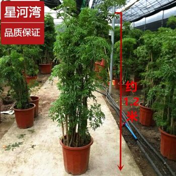 福禄桐绿萝富贵竹虎皮兰水培植物绿植发财树办公室盆栽 福禄寿(特大号