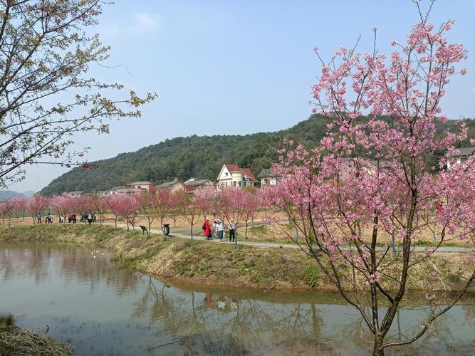 醉美湘潭七星村200亩樱花争相怒放