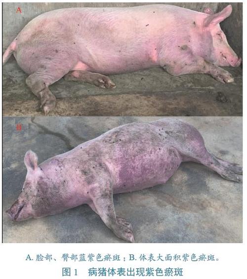 中国动物检疫:云南省文山壮族苗族自治州首例非洲猪瘟的初步诊断