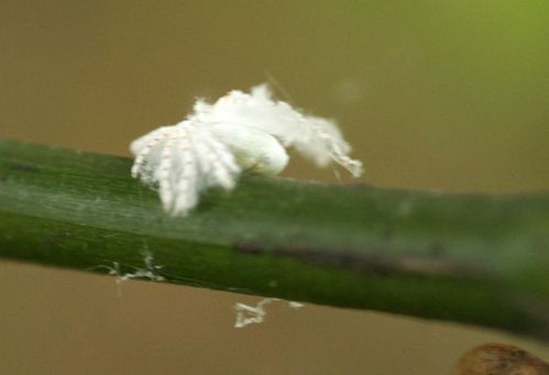 滴水观音叶子背面长白色小虫,伴有白色绒毛状物体,是什么虫?如何防治?