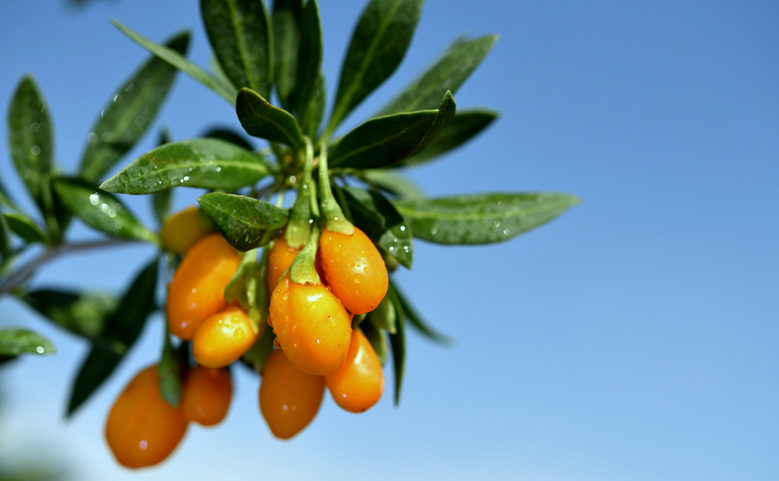 "杞鑫"优选培育黄枸杞