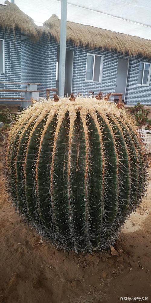 这么大的仙人球你见过吗?