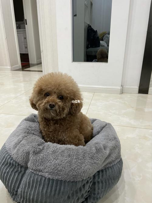 胖泰迪98_泰迪_泰迪怎么样_宠物_狗