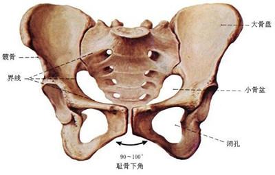 耻骨的介绍