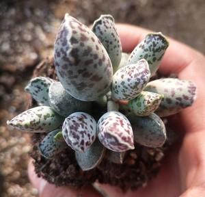 白肌海豹 多肉植物 水泡母本盆栽天锦章稀有肉肉