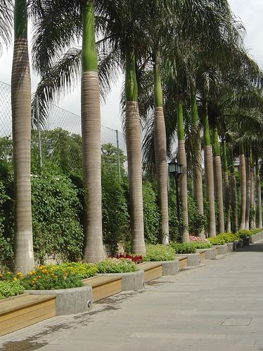 素有"独木成林"之美称,那是因为榕树的树干上会长出许多气生根,这些气