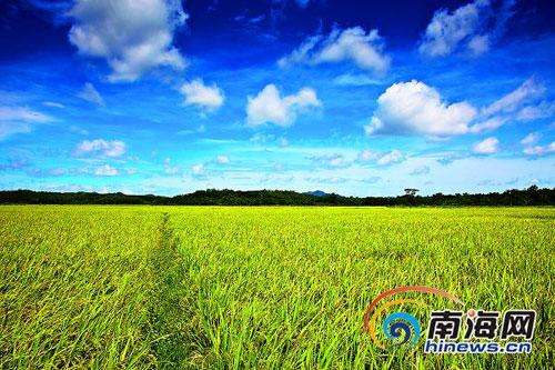 海南省定安县岭口镇封浩洋,经科技开发成为海南火山富硒香米基地.